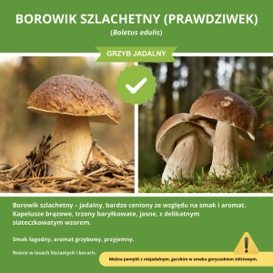 Przykład - grzyb jadalny.png