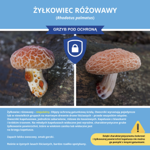 Przykład - grzyb chroniony.png